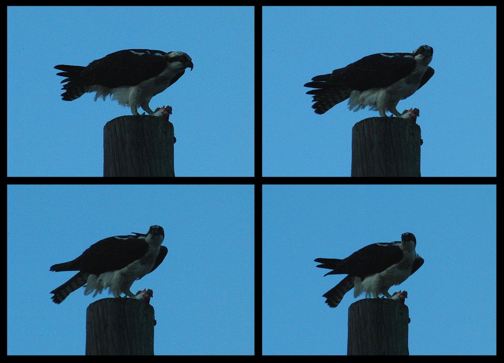 (15) osprey montage.jpg   (1000x720)   265 Kb                                    Click to display next picture